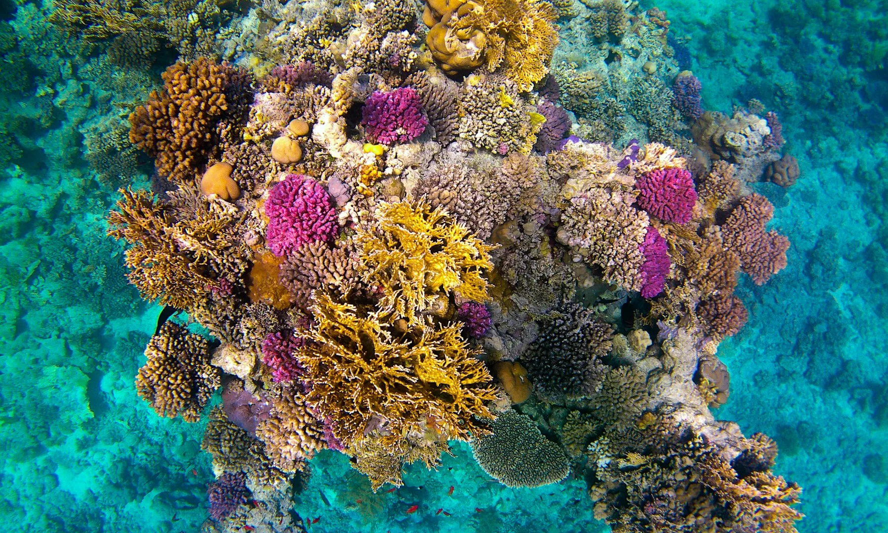 Colourful coral reef in clear water